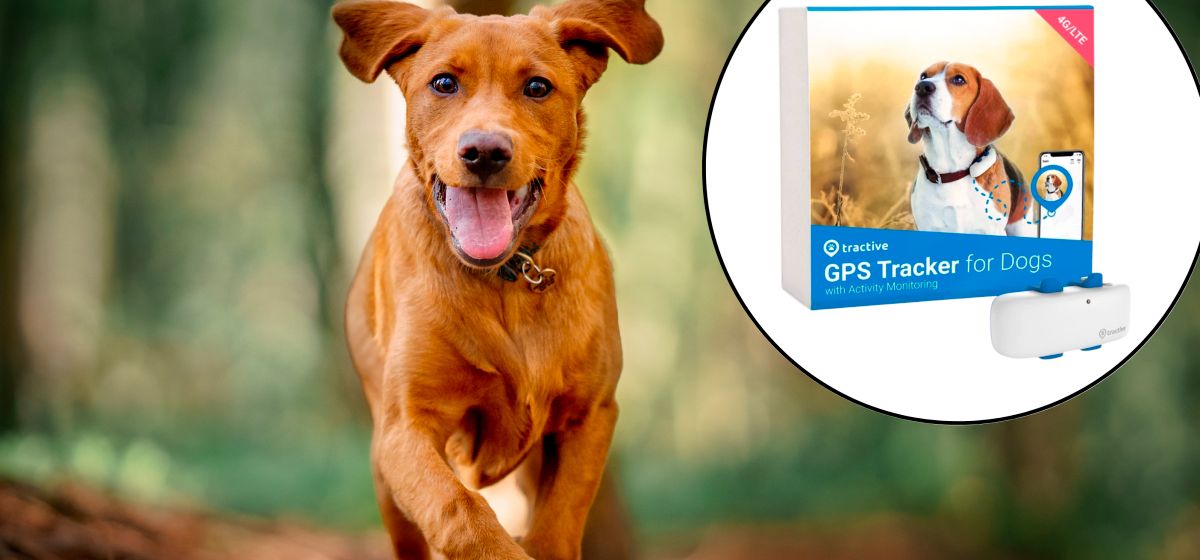 Обзор трекера для собак Tractive GPS Dog LTE Tracker Обзор трекера для собак Tractive GPS Dog LTE Tracker