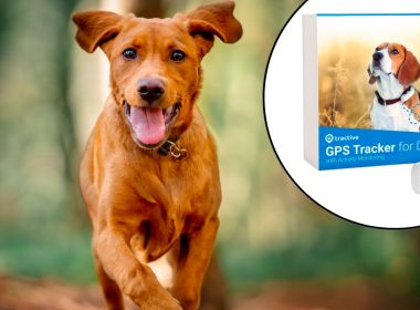 Обзор трекера для собак Tractive GPS Dog LTE Tracker Обзор трекера для собак Tractive GPS Dog LTE Tracker