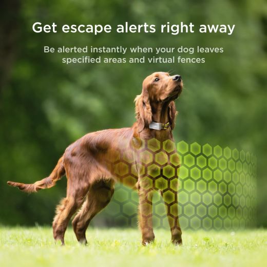 GPS-трекер для собак Petcube GPS Tracker for Dogs